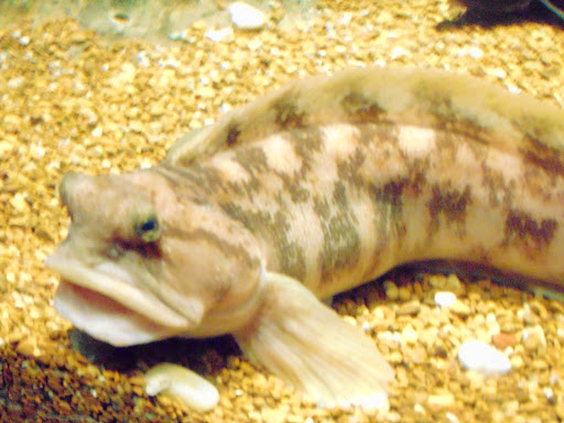 Aquarium «The Maritime Aquarium at Norwalk», reviews and photos, 10 N Water St, Norwalk, CT 06854, USA