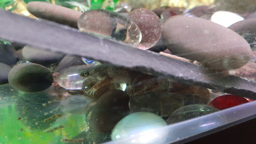 Pet Supply Store «Pet Supplies Plus», reviews and photos, 19295 West Rd, Woodhaven, MI 48183, USA