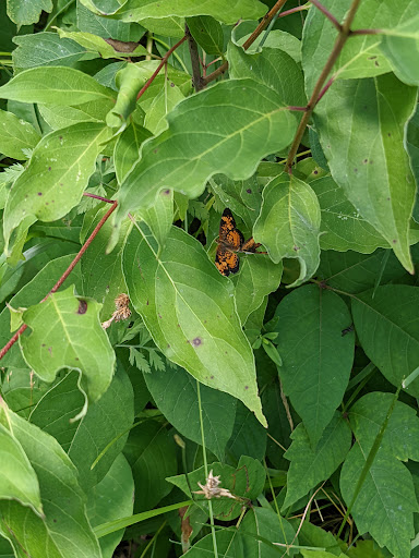 Nature Preserve «Rock Run Preserve - Paul V. Nichols Access», reviews and photos, Essington Rd, Joliet, IL 60435, USA