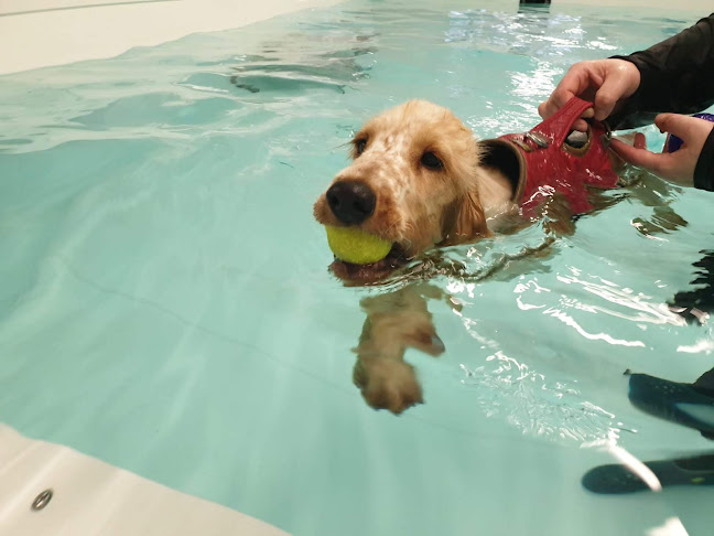 Reviews of K9 Splash Hydrotherapy in Plymouth - Veterinarian