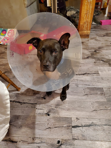 Best Friend Vet Care