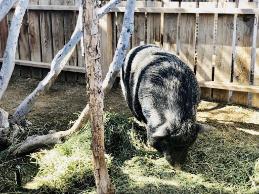 Zoo «Jr Pony Parties», reviews and photos, 1744 N Leonard Ln, Las Vegas, NV 89108, USA