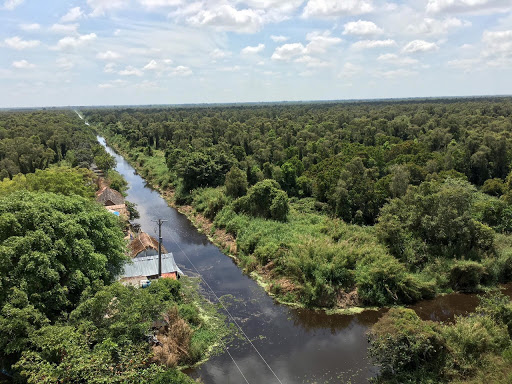 U Minh Ha forest