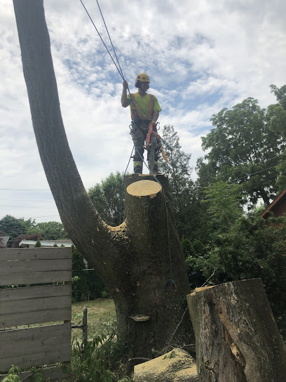 Southern Ontario Tree Specialists