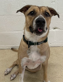 Wags ‘n’ Wings Hawaii - Photo 1 - Car repair in Aiea, HI, Honolulu