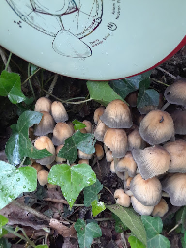 Golf Course «Riverside Disc Golf Course», reviews and photos, 7926 Riverside Rd E, Sumner, WA 98390, USA