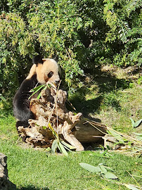 Enclos extérieurs des Pandas géants du Restaurant Les Bambous à Saint-Aignan - n°1