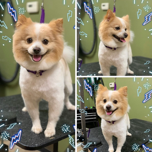 Pet Supply Store «EarthWise Pet Supply», reviews and photos, 3300 Hamilton Mill Rd #103, Buford, GA 30519, USA