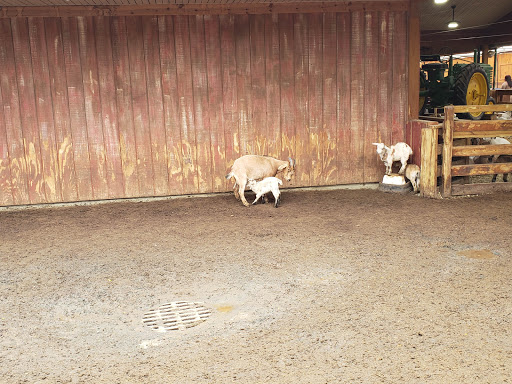 Childrens Farm «Best Long Island Pumpkin Picking», reviews and photos, 250 Old Country Rd, Melville, NY 11747, USA