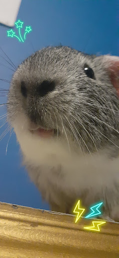 Pet Supply Store «Petco Animal Supplies», reviews and photos, 8551 S Howell Ave, Oak Creek, WI 53154, USA