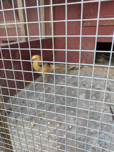 Restaurant «Hidden Valley Animal Adventure», reviews and photos, 2887 Royce Rd, Varysburg, NY 14167, USA