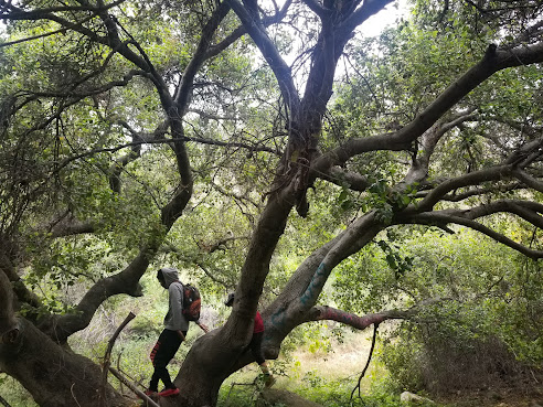 Eaton Canyon Nature Center by Google