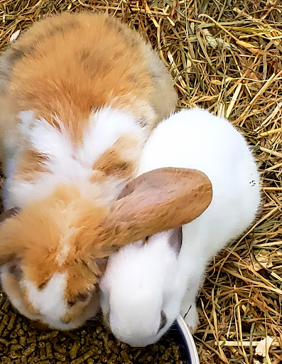 Pet Store «Parrots Of The World Aquarium and Pet Center», reviews and photos, 316 Sunrise Hwy #1, Rockville Centre, NY 11570, USA