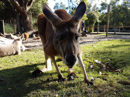 Caversham Wildlife Park