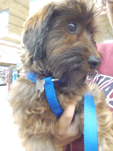 Pet Supply Store «Petco Animal Supplies», reviews and photos, 975 Savannah Hwy #137, Charleston, SC 29407, USA