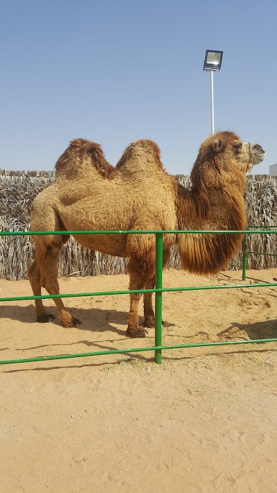 Photos of Ezbet Bo Salem Al Ketbi