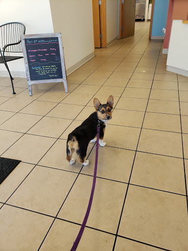 Companion Animal Hospital image