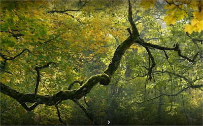 Kinésiologue Lille / Nord - Benjamine d'Evry à Villeneuve-d'Ascq