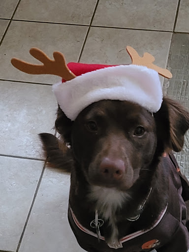 Pet Supply Store «Pet Supplies Plus», reviews and photos, 887 N Lexington-Springmill Rd, Mansfield, OH 44906, USA