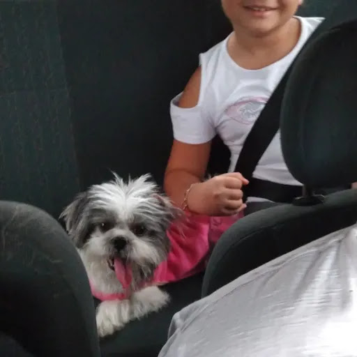 Pruden Pet - Clínica Veterinária em Presidente Prudente - SP