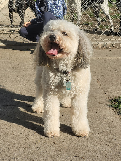 Lucky Dog Boarding Kennels