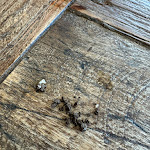 Photo n° 3 de l'avis de 35XWB. fait le 20/05/2024 à 19:47 pour Taverne de Kermorvan à Le Conquet