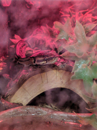 Pet Supply Store «PetSmart», reviews and photos, 4654 Milestone Ln, Castle Rock, CO 80104, USA