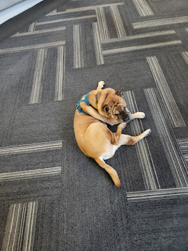 Shopping Mall «Gaviidae Common», reviews and photos, 651 Nicollet Mall #125, Minneapolis, MN 55402, USA