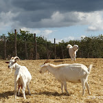 Photo n°10 de l'avis de Massimo.o fait le 09/11/2018 à 05:19 sur le  Podere Il Casale à Pienza