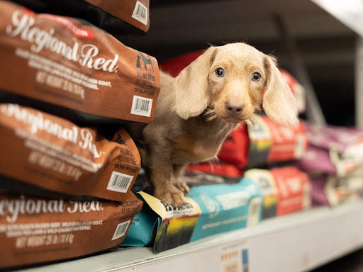 Pet Store «Petland», reviews and photos, 10289 Ulmerton Rd, Largo, FL 33771, USA