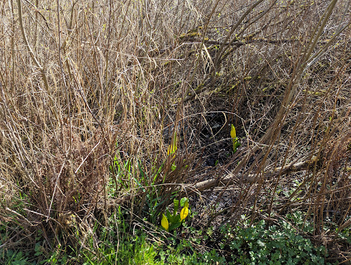 Park «Scriber Lake Park», reviews and photos, 5601 198th St SW, Lynnwood, WA 98036, USA