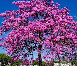 Arcoiris Park photo
