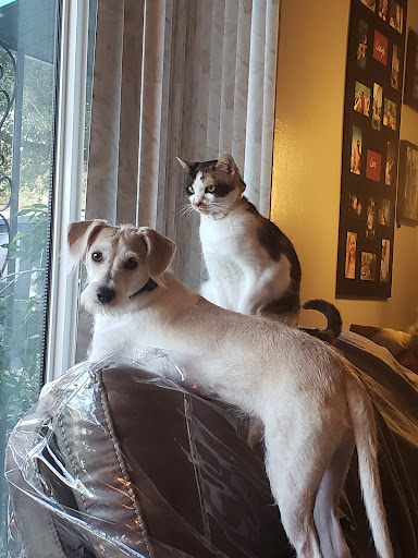 Pet Supply Store «Petco Animal Supplies», reviews and photos, 11147 Park Blvd N, Seminole, FL 33772, USA