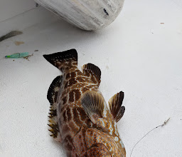 Big Game Fishing photo