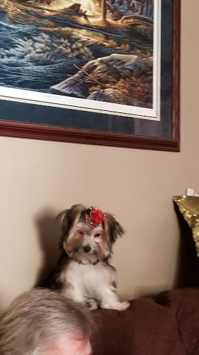 Pet Store «AA Ridgewood Kennels II, LLC», reviews and photos, 11 E Tolna Rd, Shrewsbury, PA 17361, USA