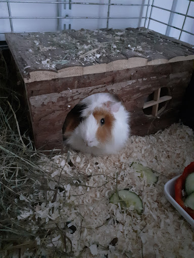 Tierarztpraxis Dr. med. vet. Frank Moxter unter Reichenbach im Vogtland, Sachsen
