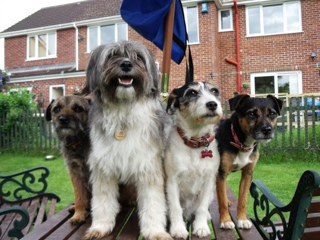Reviews of TLC Pet Sitting in Swindon - Dog trainer