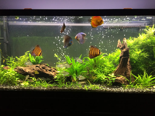 Tropical Fish Store «Aquastetics», reviews and photos, 354 E Main St, Fall River, MA 02724, USA