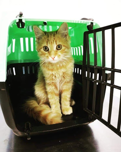 Clínica Veterinaria Ávila Jerez - El Cuco en Jerez de la Frontera