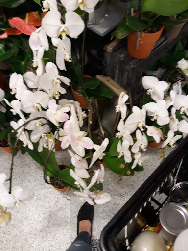 Grocery Store «Albertsons», reviews and photos, 215 N Carrier Pkwy, Grand Prairie, TX 75050, USA