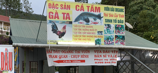 Vườn Dâu-Hồ cá Tầm Anh Thuỷ