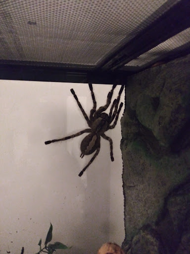 Pet Store «Pet Shoppe», reviews and photos, 2144 Springs Rd, Vallejo, CA 94591, USA