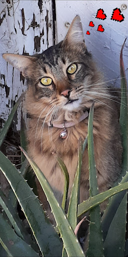 Pet Supply Store «Petco Animal Supplies», reviews and photos, 1425 N Montebello Blvd, Montebello, CA 90640, USA