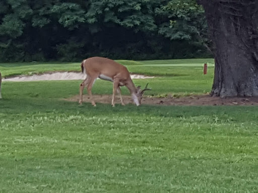 Golf Course «William F. Larkin Golf Course at Colonial Terrace», reviews and photos, 1003 Wickapecko Dr, Ocean Township, NJ 07712, USA