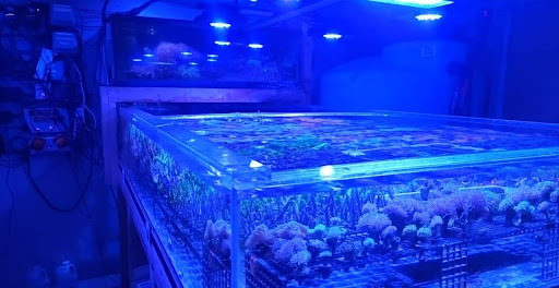 Aquarium «Reef Systems Coral Farm Inc», reviews and photos, 8459 Peter Hoover Rd, New Albany, OH 43054, USA