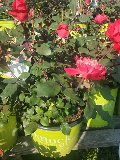 Produce Market «Country Store», reviews and photos, 490-498 S Main St, Jonesboro, GA 30236, USA