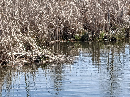 Nature Preserve «Tamarack Nature Center», reviews and photos, 5287 Otter Lake Rd, White Bear Township, MN 55110, USA