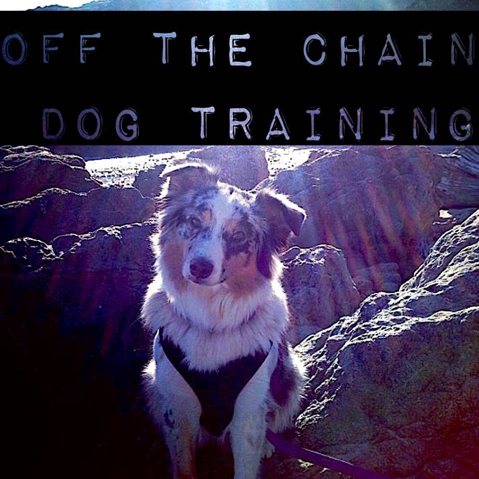 Off The Chain Dog Training