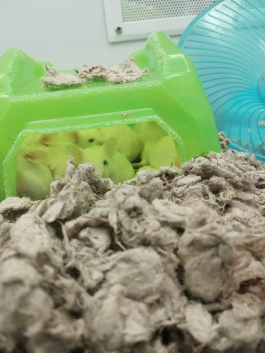 Pet Supply Store «Petco Animal Supplies», reviews and photos, 313 Homer M Adams Pkwy, Alton, IL 62002, USA