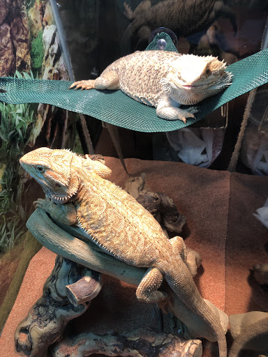 Pet Store «Jules Pet Shop», reviews and photos, 2214 N Milwaukee Ave, Chicago, IL 60647, USA